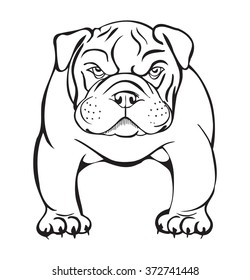 angry bulldog, stylized vector illustration