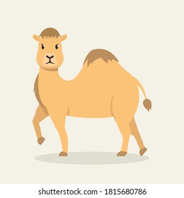 Angry camel mascot logo design illustration