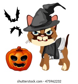 Angry cat in the hat witch bares his sharp teeth. Pumpkin with carved eyes and mouth, bats. The set of attributes of the holiday Halloween. Vector illustration.