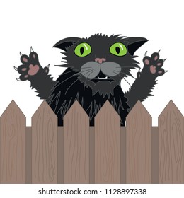 angry cat jumps out from behind the fence