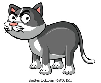 Angry cat on white background