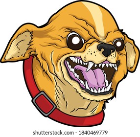 Angry Chihuahua Hd Stock Images Shutterstock
