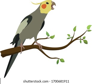 Angry cockatiel on the branch. graphic illustration