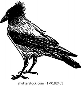 angry crow