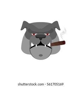 Angry dog with cigar. Aggressive bulldog isolated