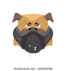 Angry dog in muzzle. Evil Bulldog wearing mask. Home pet aggressive
