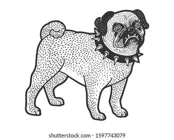 Angry evil pug pet dog in spiked collar sketch engraving vector illustration. T-shirt apparel print design. Scratch board style imitation. Hand drawn image.