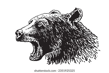 Angry grizzly bear portrait on white ,vector illustration. 