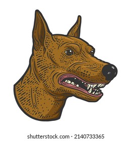 Angry growling doberman dog head color sketch engraving vector illustration. T-shirt apparel print design. Scratch board imitation. Black and white hand drawn image.