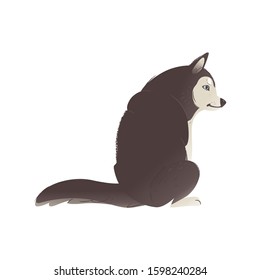 Angry husky dog sitting on the ground seen from back view - grey and white pet animal with sad face sits in mad, offended position. Isolated vector illustration.