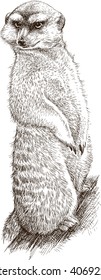 angry mongoose