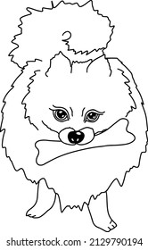 Angry pomeranian spitz. Dog chewing a bone. Black and white sketch. Vector illustration.