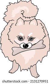 Angry pomeranian spitz. Dog chewing a bone. Vector illustration.