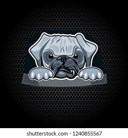 Angry pug in a pocket. T-shirt template