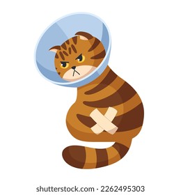 Angry red tabby cat with a band-aid in a veterinary cone collar. Concept illustration of providing first aid to pets. Isolated on white background. Stock vector