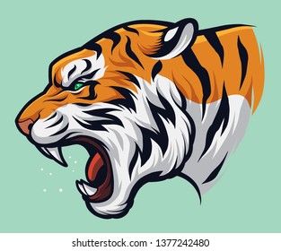 Angry Roaring Tiger  Panthera Tigris
