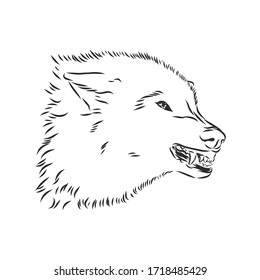 angry snarling wolf, angry wolf growls, wolf head, vector sketch illustration