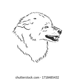 angry snarling wolf, angry wolf growls, wolf head, vector sketch illustration