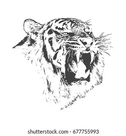 angry tiger is growling.Hand drawn vector illustration