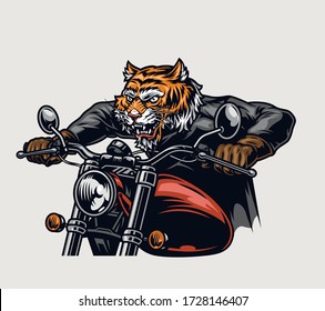 Angry tiger head biker riding motorcycle in vintage style isolated vector illustration