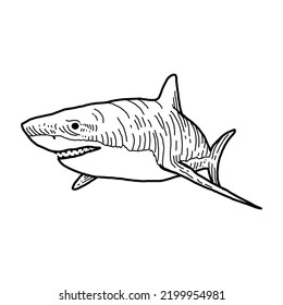Angry toothed shark isolated funny cute cartoon character. Vector white toothy shark personage, carcharias or carcharodon predator, dangerous animal with jaws