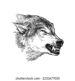 Angry Wolf, Wild Animal Illustration Vector