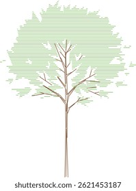 El árbol de Angsana (Pterocarpus indicus) es un árbol caducifolio Grande y de rápido crecimiento nativo del sudeste asiático