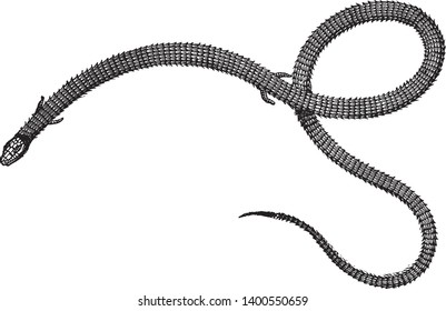 Anguine lizards are the most robust members of subfamily Anguinae, vintage line drawing or engraving illustration.