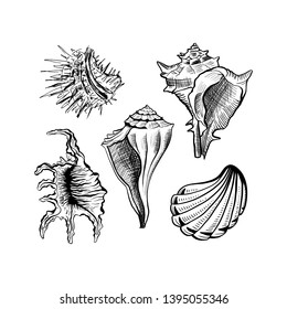 Angular murex seashell hand drawn vector set. Seashore conch, mollusk monochrome sketch. Freehand outline clam shell engraving. Conchology isolated design elements. Realistic ink pen drawing