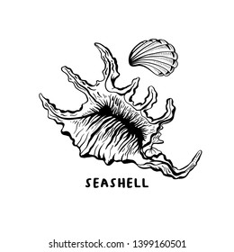 Angular murex seashell hand drawn illustration. Seashore conch, mollusk monochrome sketch. Freehand outline clam shell engraving. Conchology isolated design element. Realistic ink pen drawing