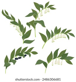 angular Solomon's seal, forest flower, vector drawing wild plants at white background, Polygonatum odoratum,floral element, hand drawn botanical illustration