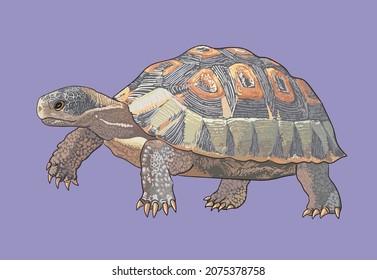 Angulata tortoise drawing, beautiful, art.illustration, vector