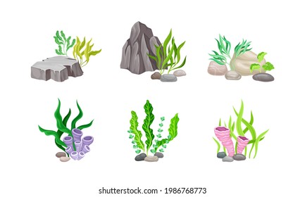 Angulated and Smooth Sea Stones with Seaweeds and Algae Vector Composition Set