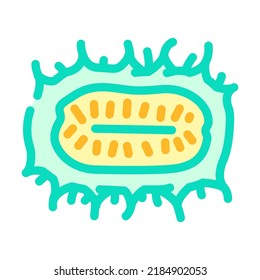 anguria cucumber color icon vector. anguria cucumber sign. isolated symbol illustration