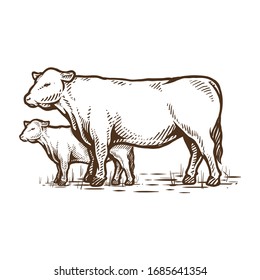 angus cattle cow hand drawing