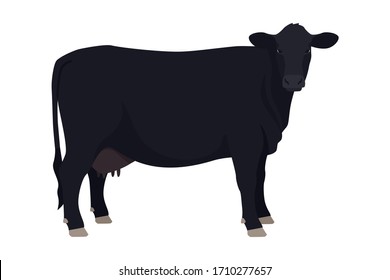 Angus cow Breeds of domestic cattle Flat vector illustration Isolated object on white background set