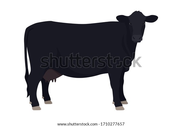 3,318 Angus Cow Stock Vectors, Images & Vector Art | Shutterstock