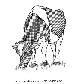 angus cow or cattle hand drawing