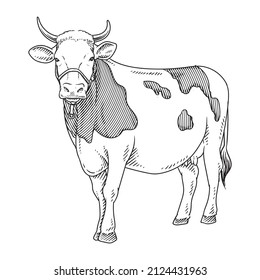 angus cow or cattle hand drawing