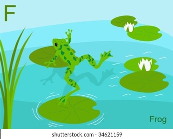 Animal alphabet flash card, F for frog