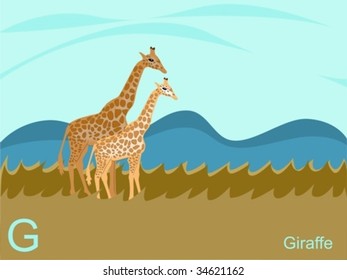 Animal alphabet flash card, G for giraffe