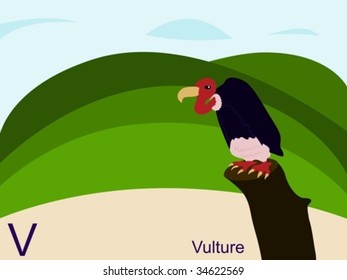 Animal alphabet flash card, V for vulture