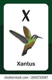 Animal Alphabet Flash Card - X for Xantus Bird