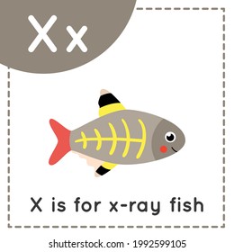 Animal alphabet flashcard for children. Learning letter X. X is x ray fish.