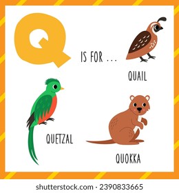 Animal alphabet flashcard for children. Learning letter Q. Q is for quail quetzal quokka.