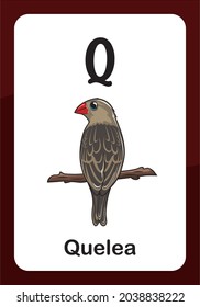 Animal Alphabet Flashcard - Q for Quelea bird