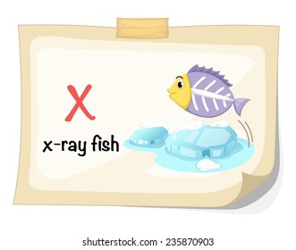 animal alphabet letter X for x-ray fish illustration vector