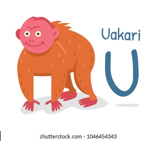 animal alphabet - U for Uakari.
the funny bald and red monkey.
100% vector