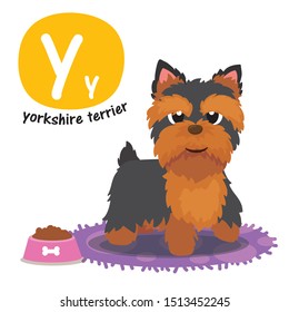 animal alphabet Y.letters Y .Yorkshire Terrier