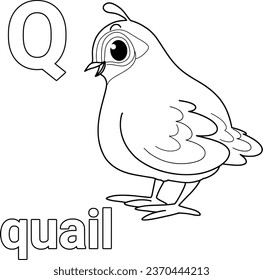 Animal alphabet,Q,quail cartoon coloring page for kid vector.